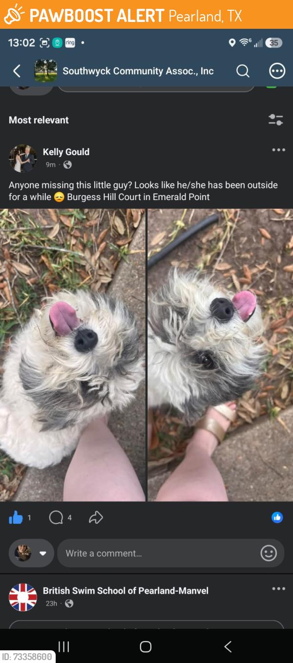 Found/Stray Female Dog last seen Centry woods ln, Pearland, TX 77584