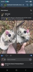 Found/Stray Female Dog last seen Centry woods ln, Pearland, TX 77584