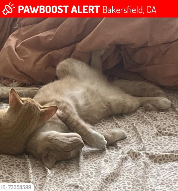 Lost Male Cat last seen Blanche St by BHS, Bakersfield, CA 93304