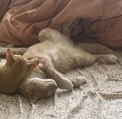 Lost Male Cat last seen Blanche St by BHS, Bakersfield, CA 93304