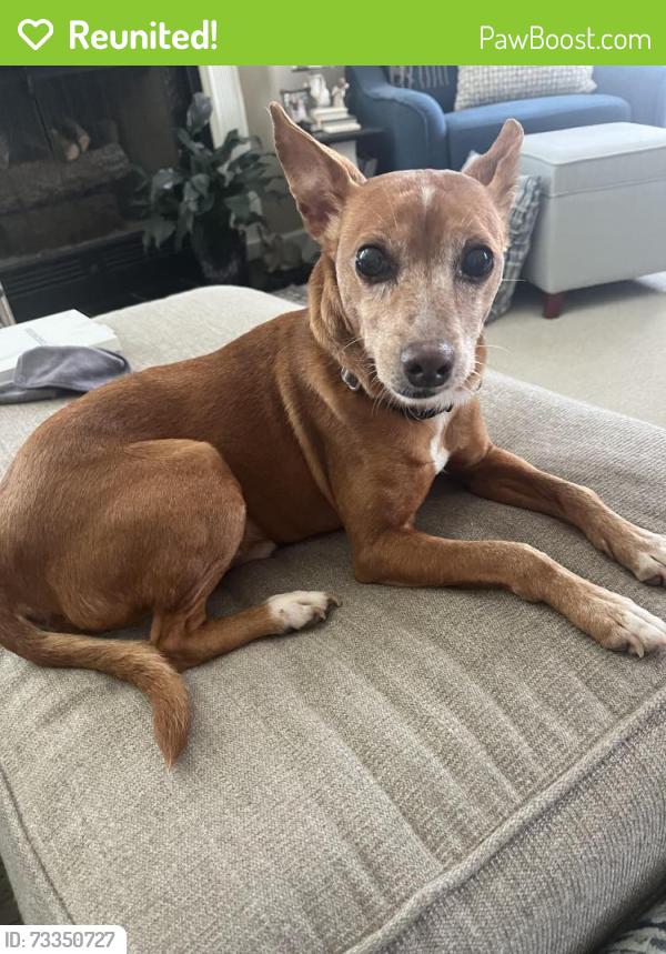 Reunited Male Dog last seen Rouse Road, Greenville, NC 27858
