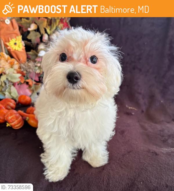 Found/Stray Male Dog last seen The food market, Baltimore, MD 21201