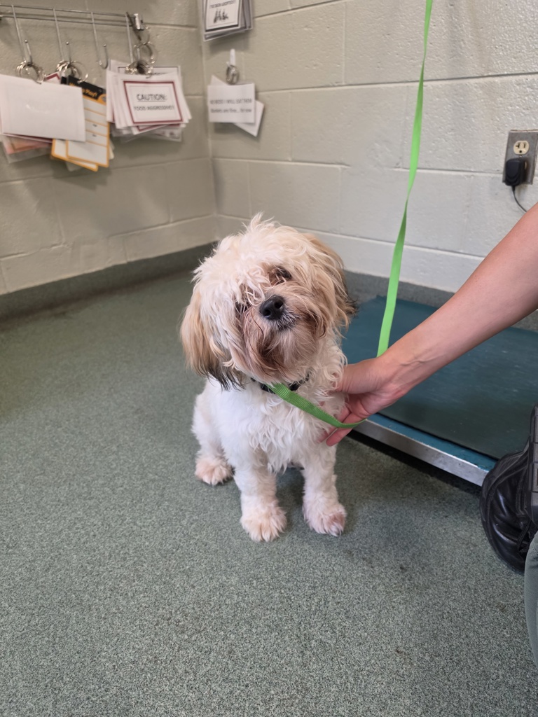 Shelter Stray Male Dog last seen Sunrise Five Way, North Chesterfield, VA, 23236, 9300 Public Works Rd, Chesterfield, VA 23832, USA
