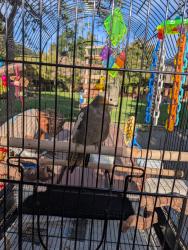 Lost Male Bird last seen The Dalles and Hollenbeck. Near the picnic benches in back of the tennis courts., Sunnyvale, CA 94087