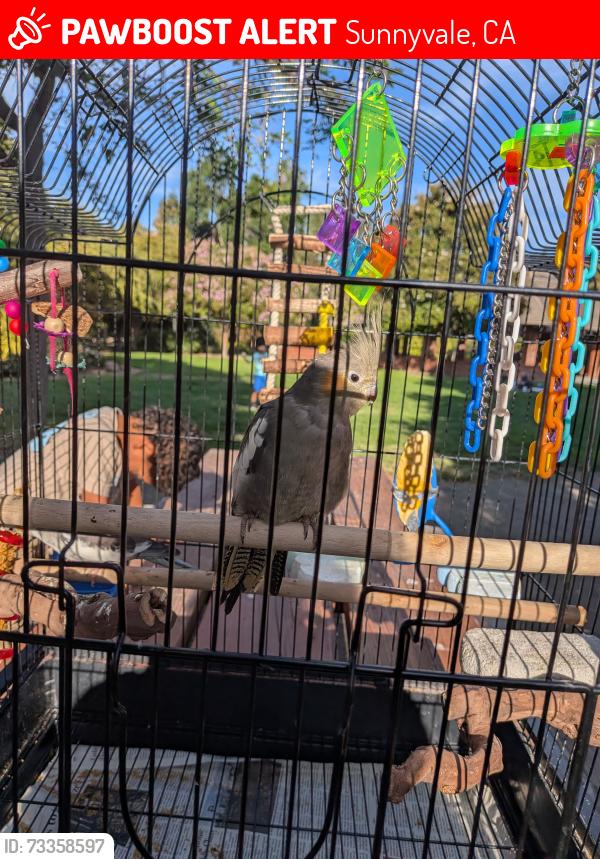Lost Male Bird last seen The Dalles and Hollenbeck. Near the picnic benches in back of the tennis courts., Sunnyvale, CA 94087