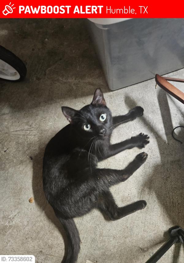 Lost Male Cat last seen Fir Springs Dr. and Hidden Pines Dr., Humble, TX 77339