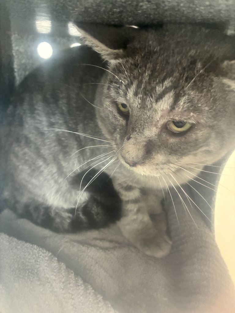 Shelter Stray Male Cat last seen Apt 139,5075 W 4700 S, Kearns Township, UT, 84118, 511 W 3900 S, Salt Lake City, UT 84123, USA