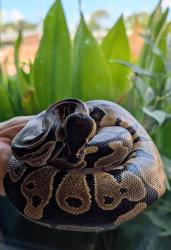 Shelter Stray Unknown Reptile last seen Near Abney Drive, AUSTIN, TX, 78729, 7201 Levander Loop bldg a, Austin, TX 78702, USA