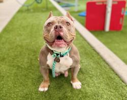 Shelter Stray Female Dog last seen Near N 1500 W, SALT LAKE CITY, UT, 84116, 511 W 3900 S, Salt Lake City, UT 84123, USA