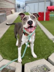 Shelter Stray Female Dog last seen Near E Murray Holladay Road, Holladay, UT, 84117, 511 W 3900 S, Salt Lake City, UT 84123, USA