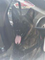 Shelter Stray Male Dog last seen Near W North Loop Boulevard, AUSTIN, TX, 78751, 7201 Levander Loop bldg a, Austin, TX 78702, USA