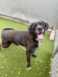 Shelter Stray Male Dog last seen Near N Catherine Drive, SALT LAKE CITY, UT, 84116, 511 W 3900 S, Salt Lake City, UT 84123, USA