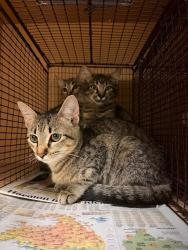 Shelter Stray Male Cat last seen Near Bluff Springs Road, AUSTIN, TX, 78744, 7201 Levander Loop bldg a, Austin, TX 78702, USA
