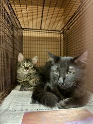 Shelter Stray Male Cat last seen Near Bluff Springs Road, AUSTIN, TX, 78744, 7201 Levander Loop bldg a, Austin, TX 78702, USA