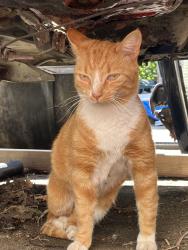 Found/Stray Unknown Cat last seen Ainslie’s, Gardiner, ME 04345