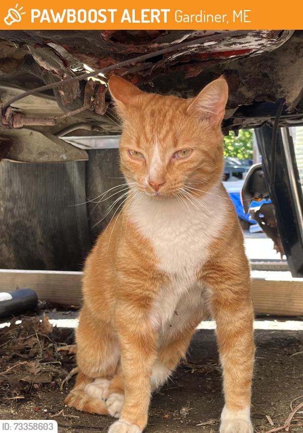 Found/Stray Unknown Cat last seen Ainslie’s, Gardiner, ME 04345