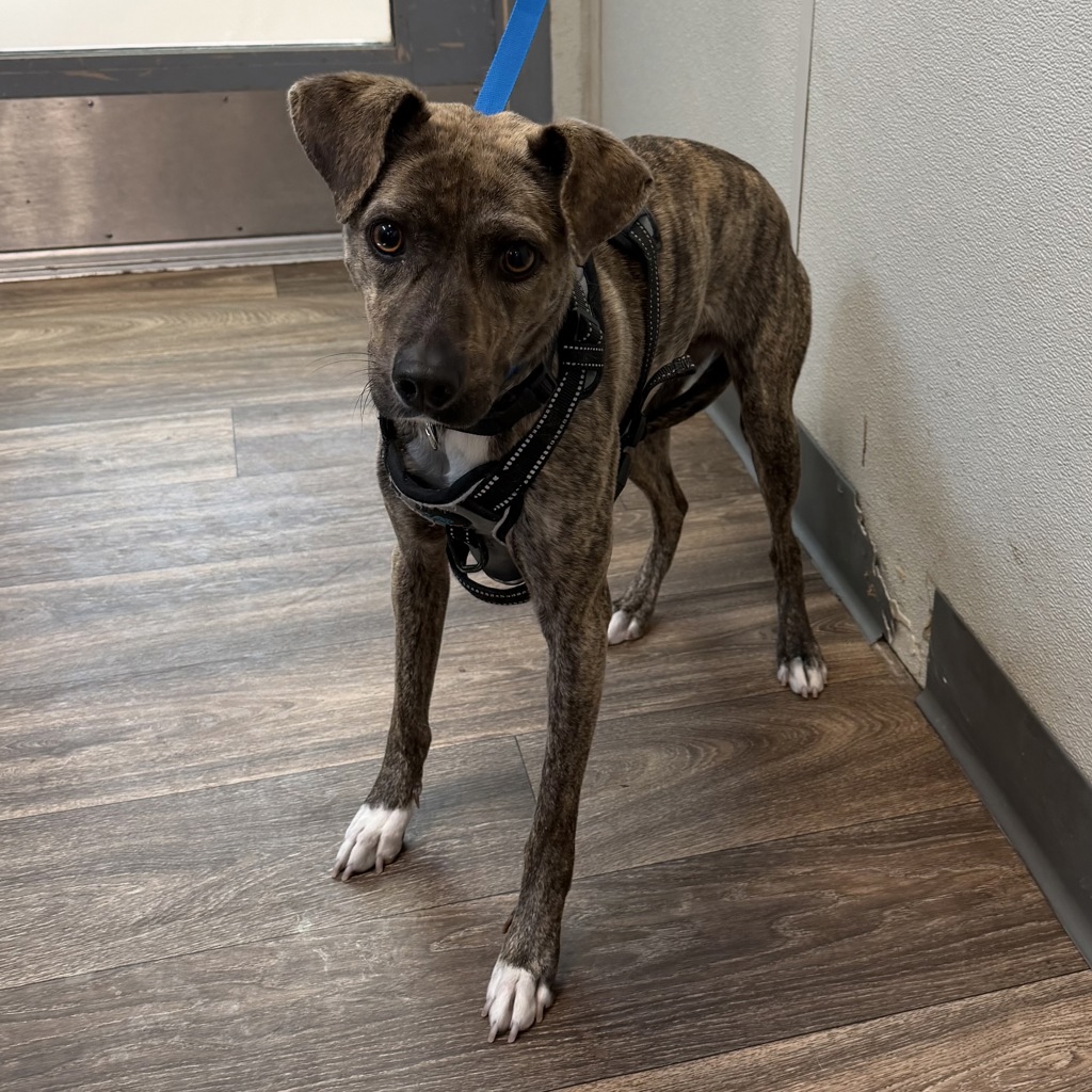 Shelter Stray Female Dog last seen Mira Mesa Blvd, San Diego, CA, 92126, 5500 Gaines St, San Diego, CA 92110, USA