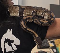 Shelter Stray Female Reptile last seen Near Cedar, San Diego, CA, 92120, El Cajon, CA 92020, USA