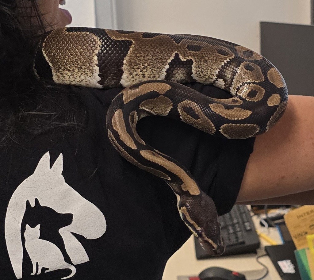 Shelter Stray Female Reptile last seen Near Cedar, San Diego, CA, 92120, El Cajon, CA 92020, USA