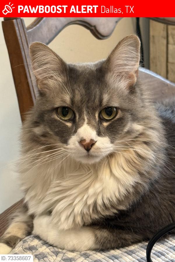 Lost Male Cat last seen Near LA COSA DR, Dallas, TX 75248