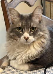 Lost Male Cat last seen Near LA COSA DR, Dallas, TX 75248