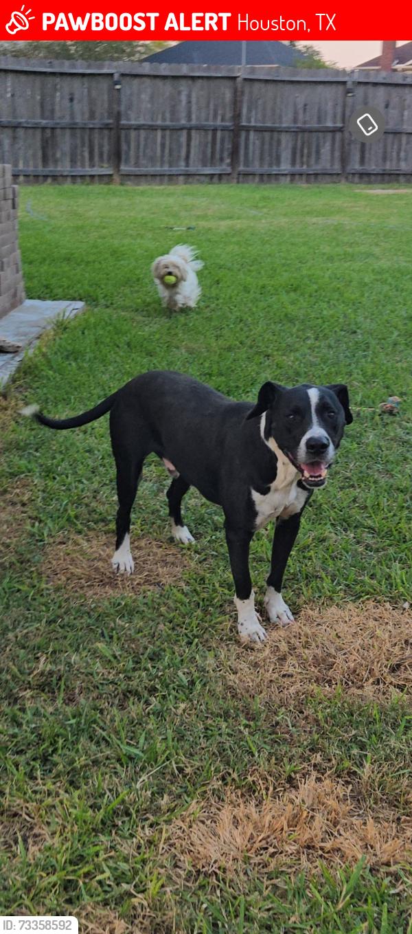 Lost Male Dog last seen Bear creek park, Houston, TX 77084