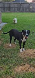 Lost Male Dog last seen Bear creek park, Houston, TX 77084