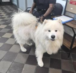 Shelter Stray Male Dog last seen Near E 54 Street, NEW YORK, NY, 10022, 326 E 110th St, New York, NY 10029, USA