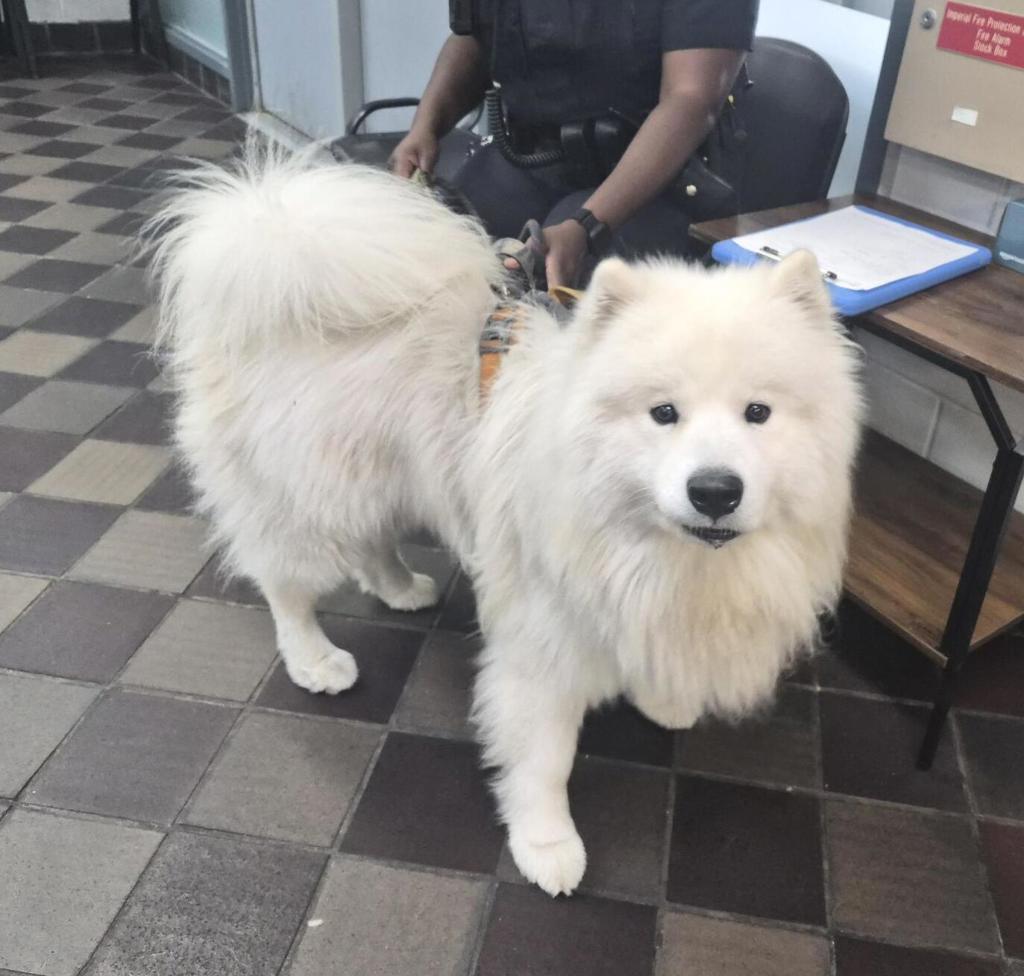 Shelter Stray Male Dog last seen Near E 54 Street, NEW YORK, NY, 10022, 326 E 110th St, New York, NY 10029, USA