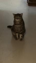 Lost Male Cat last seen At the aparments, San Antonio, TX 78209