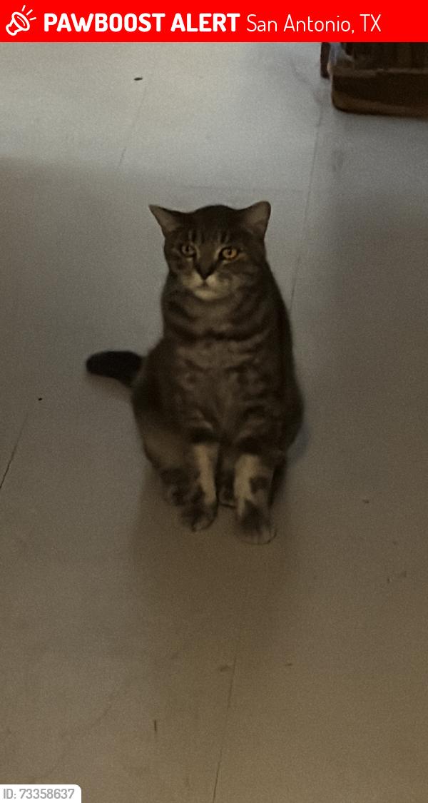 Lost Male Cat last seen At the aparments, San Antonio, TX 78209
