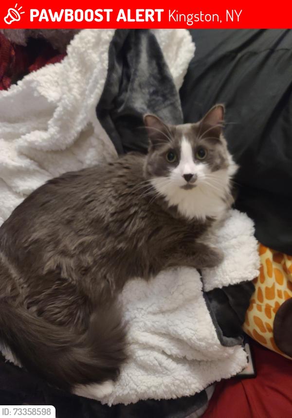Lost Male Cat last seen St. Marys Cemetery, Kingston, NY 12401