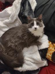 Lost Male Cat last seen St. Marys Cemetery, Kingston, NY 12401