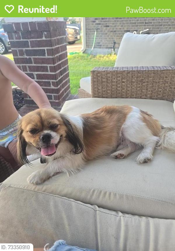 Reunited Male Dog last seen Bay colony pointe, Dickinson, TX 77539