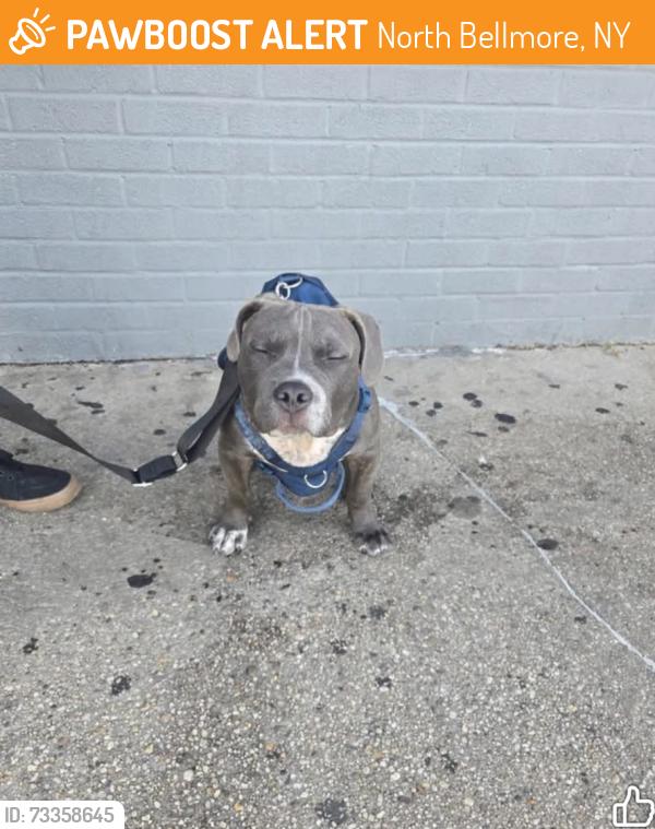 Found/Stray Male Dog last seen Bellmore Ave, North Bellmore, NY 11710