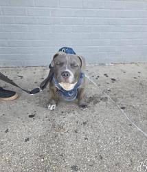Found/Stray Male Dog last seen Bellmore Ave, North Bellmore, NY 11710