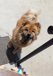 Lost Female Dog last seen President Ave and 238th st, Los Angeles, CA 90710