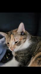 Reunited Female Cat last seen Akron Street, Philadelphia, PA 19124