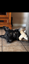 Lost Male Dog last seen Church with white sign and blue letters, Houston, TX 77016