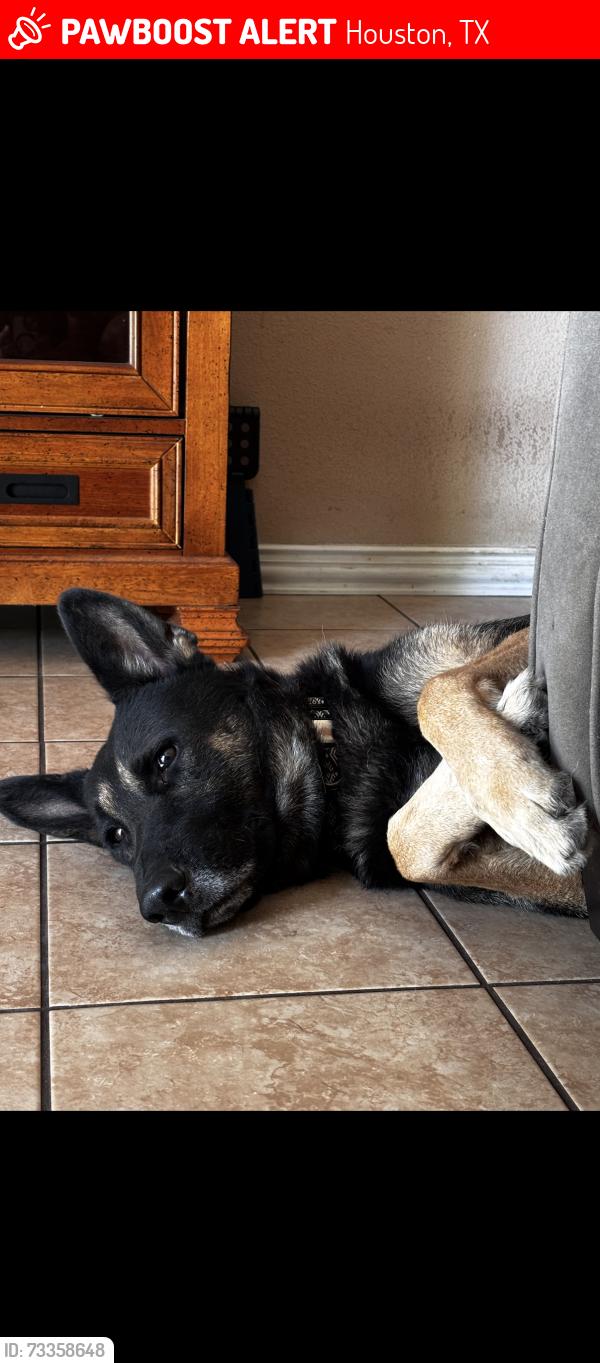 Lost Male Dog last seen Church with white sign and blue letters, Houston, TX 77016