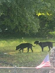 Found/Stray Female Dog last seen Cable street, High Point, NC 27260