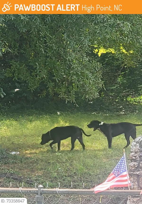 Found/Stray Female Dog last seen Cable street, High Point, NC 27260