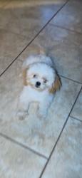 Lost Male Dog last seen Near se 36th ave belleview fl, Belleview, FL 34420