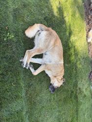 Found/Stray Unknown Dog last seen Francis and Winston, Spokane, WA 99205