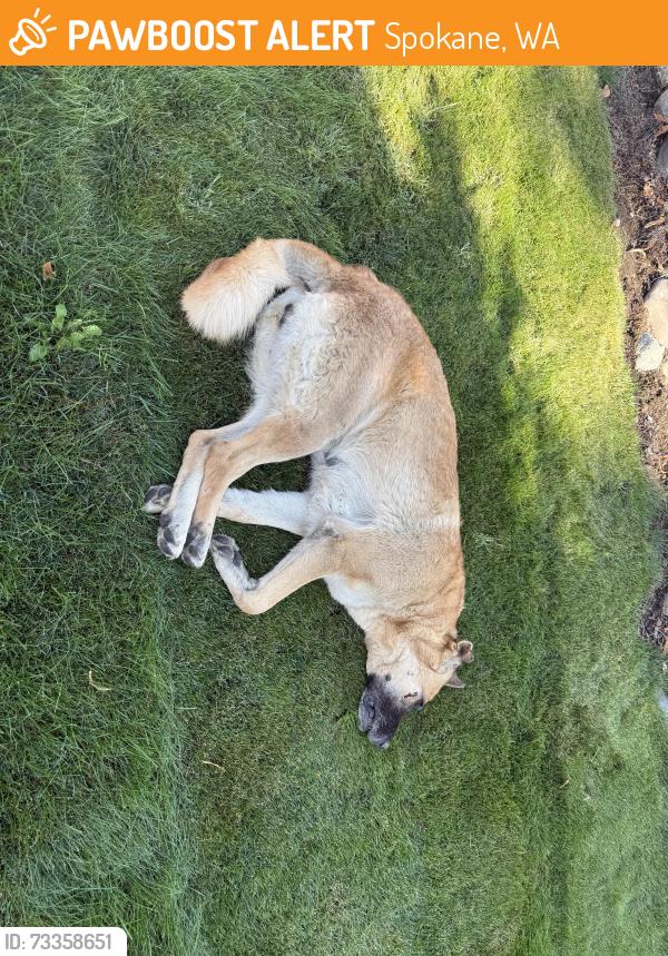 Found/Stray Unknown Dog last seen Francis and Winston, Spokane, WA 99205