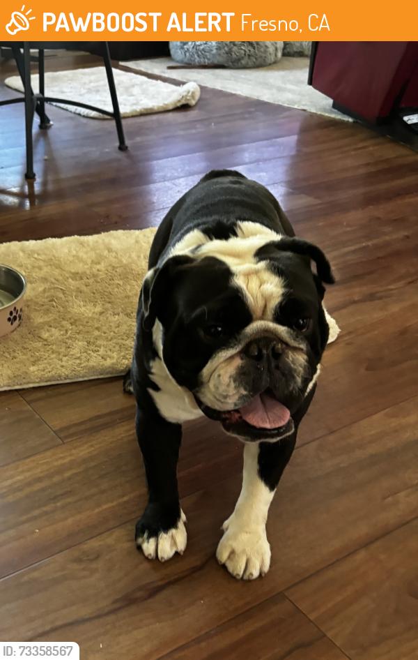Found/Stray Male Dog last seen Fig Garden Village, Fresno, CA 93704