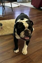 Found/Stray Male Dog last seen Fig Garden Village, Fresno, CA 93704