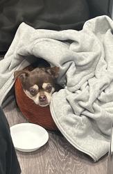 Reunited Female Dog last seen Near and W st, Sacramento, CA 95818