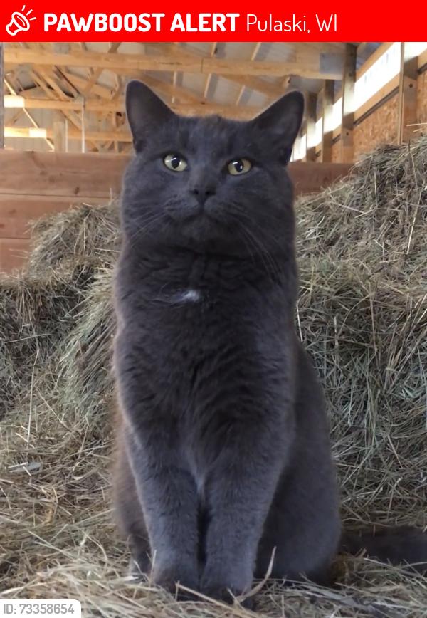 Lost Male Cat last seen Schwartz rd, Pulaski, WI 54162