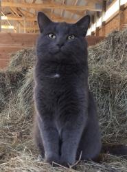 Lost Male Cat last seen Schwartz rd, Pulaski, WI 54162